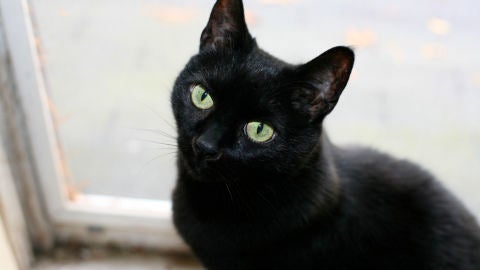 Un gato negro