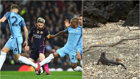Curiosa comparaci&oacute;n de una iguana con Leo Messi