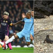 Curiosa comparación de una iguana con Leo Messi