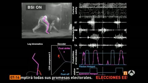 Un mono con par&aacute;lisis vuelve a caminar gracias a un chip
