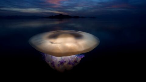 Frame 37.200269 de: Tres a&ntilde;os para conseguir una medusa de premio