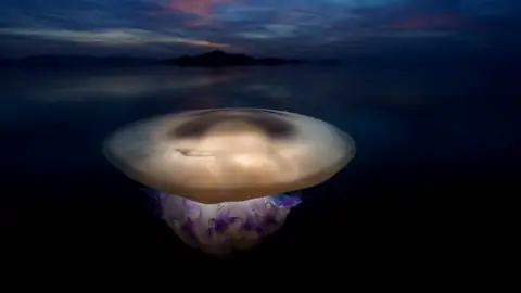 Frame 37.200269 de: Tres años para conseguir una medusa de premio Frame 37.200269 de: Tres años para conseguir una medusa de premio