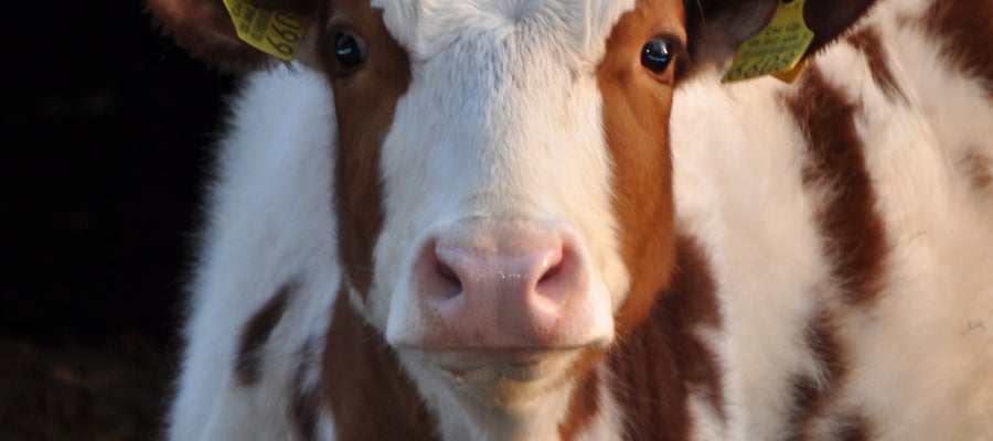 Una vaca Una vaca