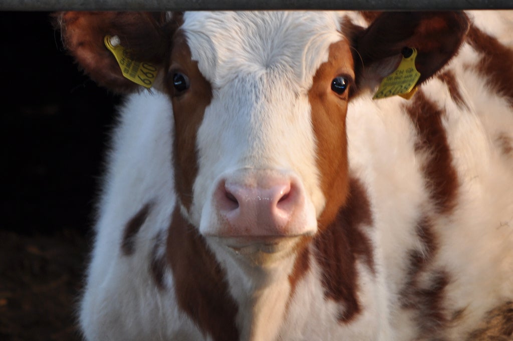 Rescatan de un pozo de purín a una vaca que cayó dentro al romper la reja Rescatan de un pozo de purín a una vaca que cayó dentro al romper la reja