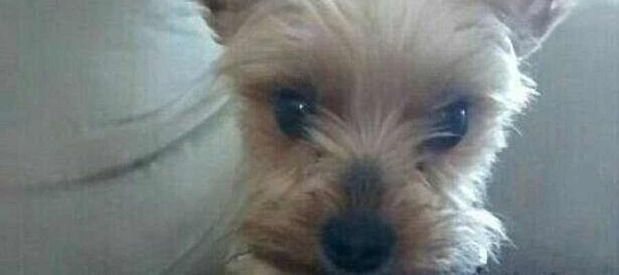 Chewy, el yorkshire fallecido Chewy, el yorkshire fallecido