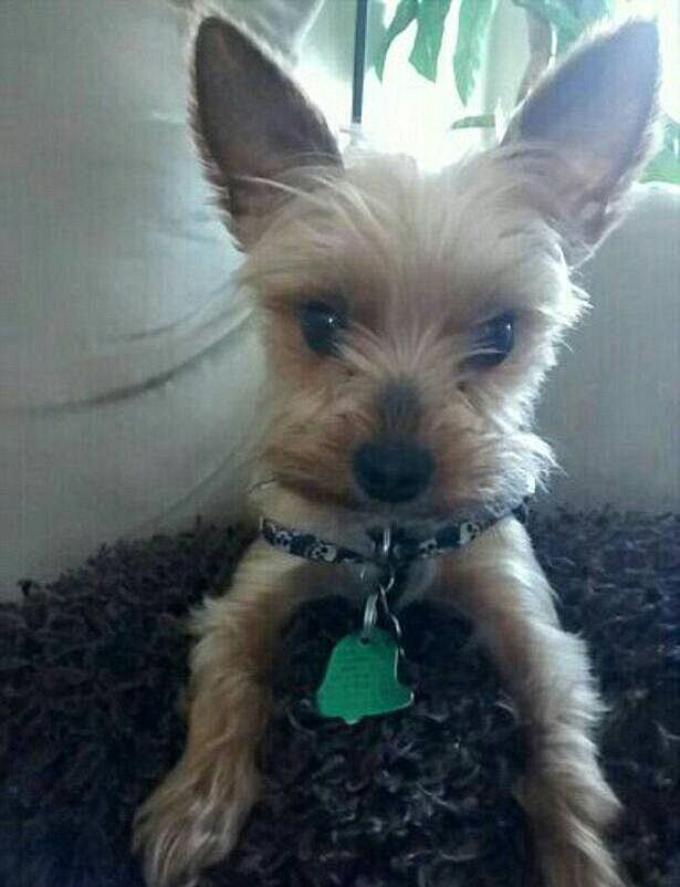 Una niña de 12 años, traumatizada al ver cómo matan a su perro con unas tijeras de podar Una niña de 12 años, traumatizada al ver cómo matan a su perro con unas tijeras de podar