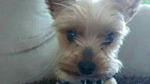 Chewy, el yorkshire fallecido