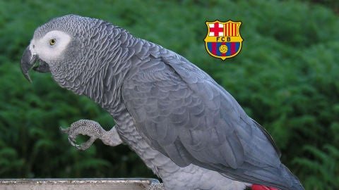 Un loro de la especie 'yako'