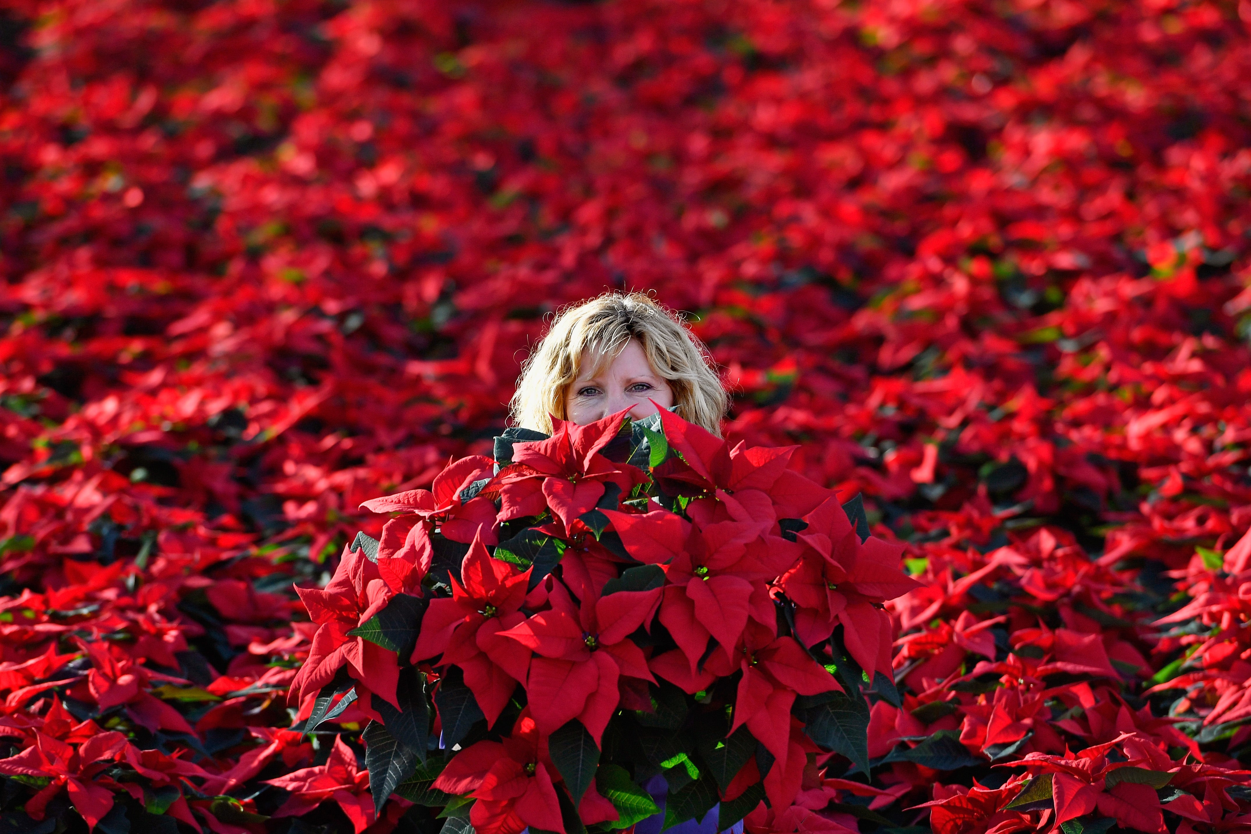 171 ayuntamientos cacereños recibirán algunas de las 27.000 unidades de flores producidas en el vivero provincial 171 ayuntamientos cacereños recibirán algunas de las 27.000 unidades de flores producidas en el vivero provincial