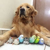 Bob y sus amigos animales
