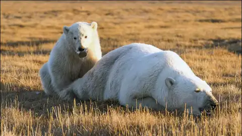 Cachorro de oso polar con lata de leche condensada atascada en la boca Cachorro de oso polar con lata de leche condensada atascada en la boca