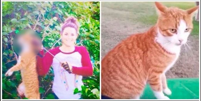 Suspendida la veterinaria que mató a un gato con una flecha Suspendida la veterinaria que mató a un gato con una flecha