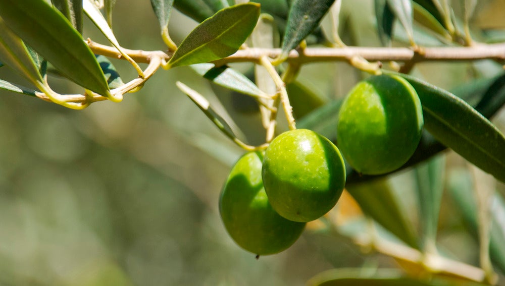 Imagen de varias aceitunas en las ramas de un olivo