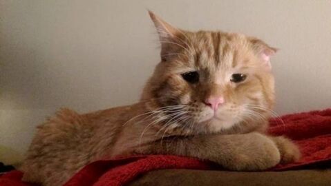 Benben, el gato m&aacute;s triste del mundo