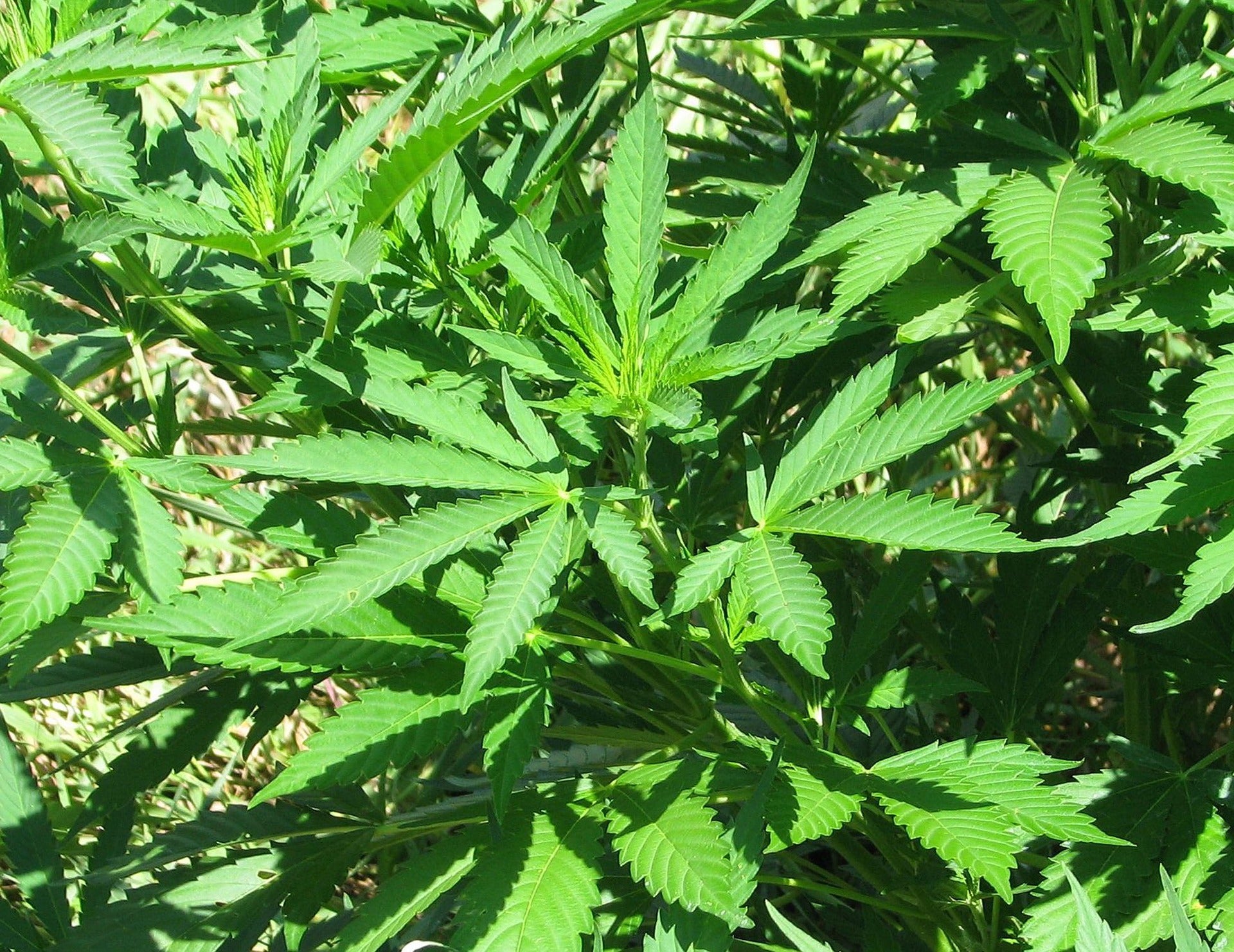 Llama a la Guardia Civil por un ladrón y termina detenida por tenencia de marihuana Llama a la Guardia Civil por un ladrón y termina detenida por tenencia de marihuana