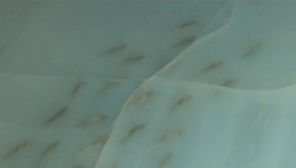Frame 34.388336 de: Polémica en Japón por usar peces muertos para crear formas bajo la capa de hielo de una pista de patinaje
