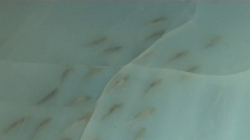 Polémica en Japón por una pista de hielo con peces congelados Polémica en Japón por una pista de hielo con peces congelados