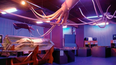 Museo del Calamar Gigante en Luarca