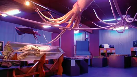Museo del Calamar Gigante en Luarca Museo del Calamar Gigante en Luarca