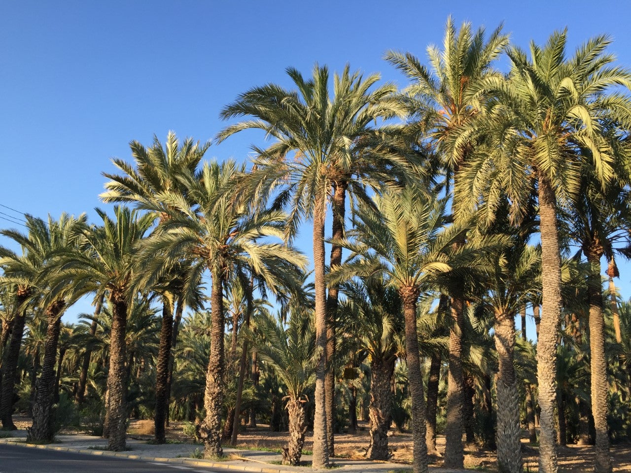Les Corts aprueban la nueva Ley de Protección del Palmeral de Elche Les Corts aprueban la nueva Ley de Protección del Palmeral de Elche