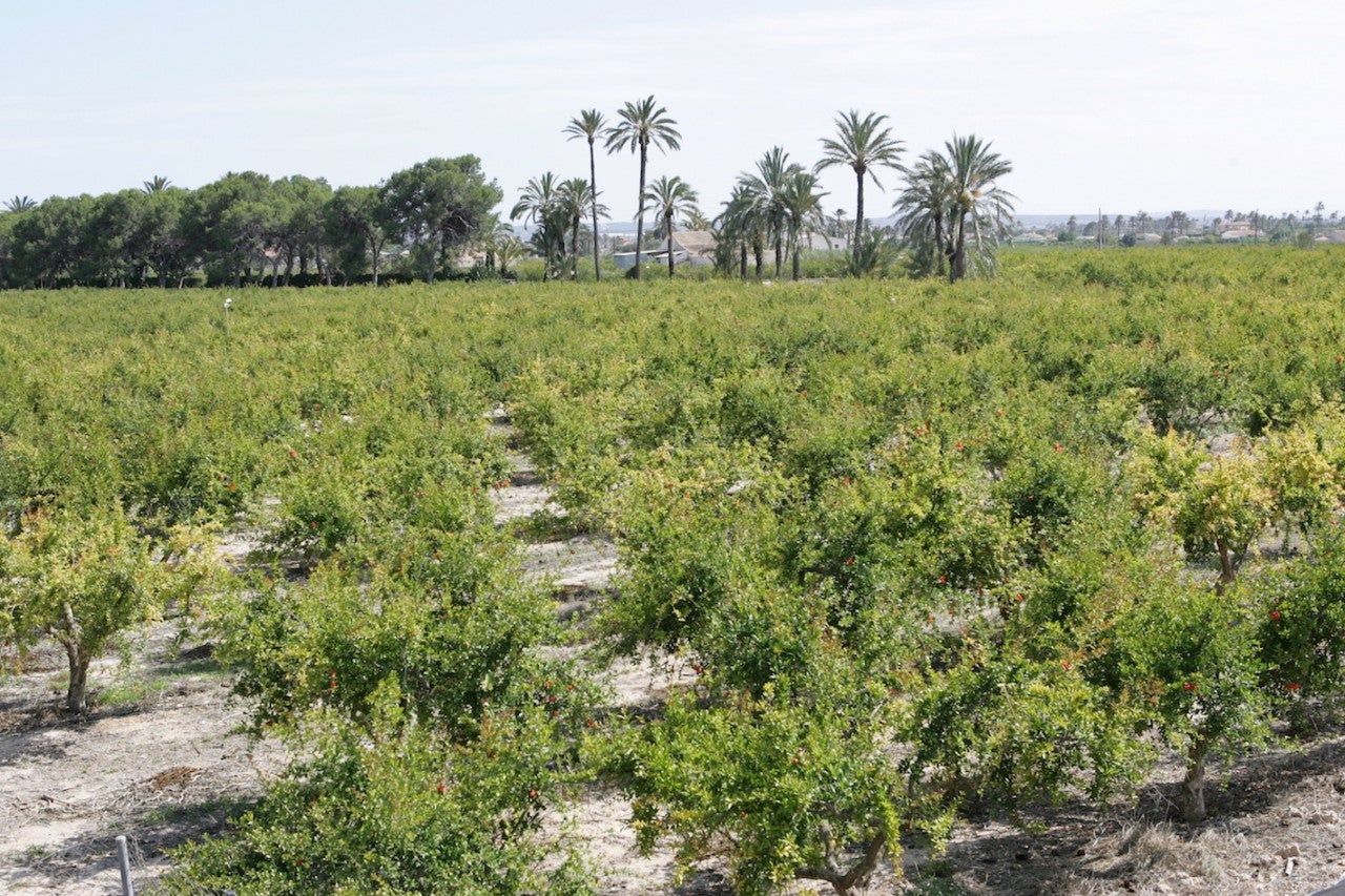 Los agricultores temen que la escasez de agua afecte a los cultivos después del verano Los agricultores temen que la escasez de agua afecte a los cultivos después del verano