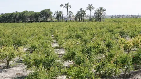Granados en una finca agrícola de Elche. Agricultura