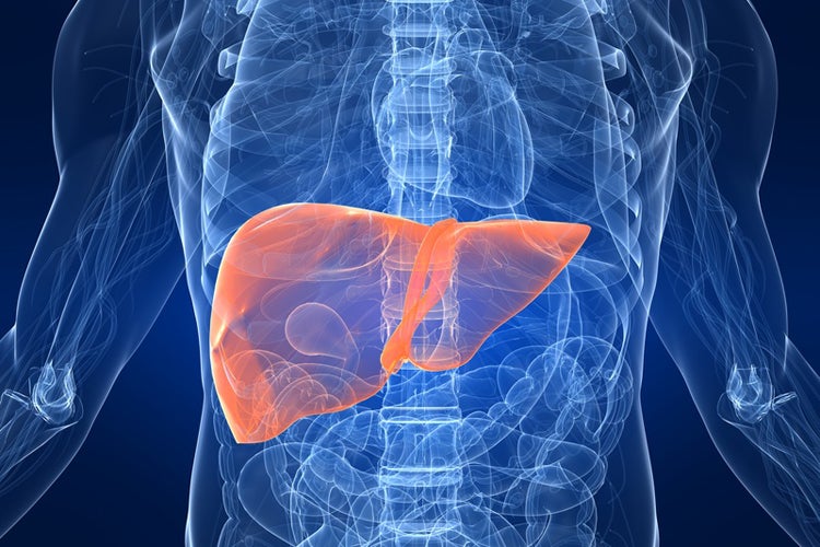 Generan a partir de células madre un hígado similar al humano para investigar Generan a partir de células madre un hígado similar al humano para investigar