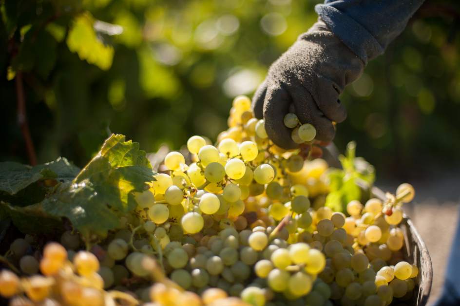 Vino exclusivo elaborado con pies de modelo Vino exclusivo elaborado con pies de modelo