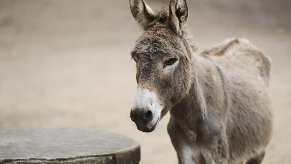 Animalistas piden que no participe el burro del 'Pero-Palo' 2024 en Villanueva de la Vera por estar judidicializado el asunto Animalistas piden que no participe el burro del 'Pero-Palo' 2024 en Villanueva de la Vera por estar judidicializado el asunto