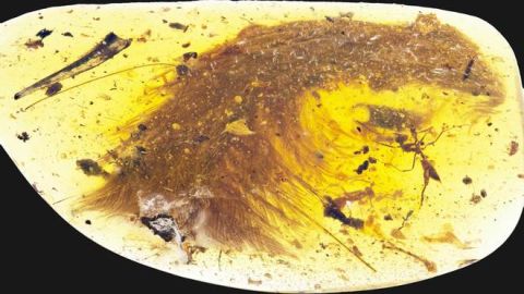 Una cola de dinosaurio y dos hormigas conservadas en &aacute;mbar