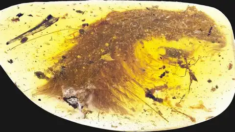 Una cola de dinosaurio y dos hormigas conservadas en ámbar Una cola de dinosaurio y dos hormigas conservadas en ámbar