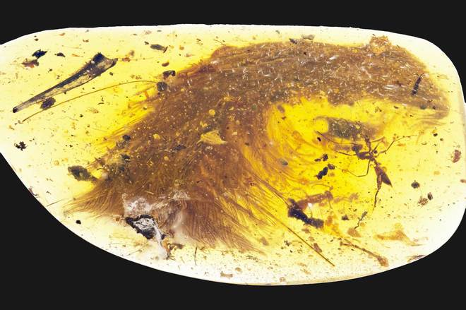 La Brújula de la Ciencia: El hallazgo de la cola de dinosaurio conservado en ámbar episode artwork