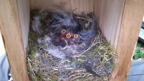 Polluelos de dos días de edad en el interior del nido. / Carolina Remacha. Polluelos de dos días de edad en el interior del nido. / Carolina Remacha.