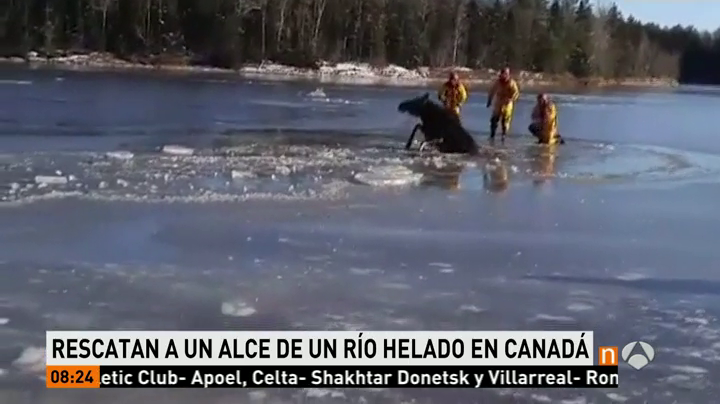 Los servicios de emergencia canadienses rescatan a un alce que se quedó atrapado en un río helado Los servicios de emergencia canadienses rescatan a un alce que se quedó atrapado en un río helado