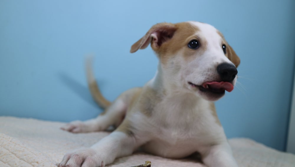Una familia clona a su perro fallecido Una familia clona a su perro fallecido