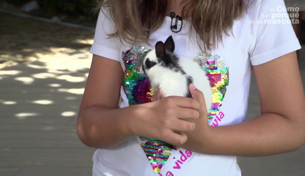 ¿Qué es una casa de acogida y qué beneficios aporta a la protección animal? ¿Qué es una casa de acogida y qué beneficios aporta a la protección animal?