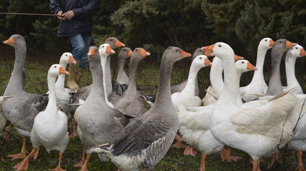 Francia ordena el sacrificio masivo de 800.000 patos y ocas por un brote de gripe aviar en el sur del país Francia ordena el sacrificio masivo de 800.000 patos y ocas por un brote de gripe aviar en el sur del país