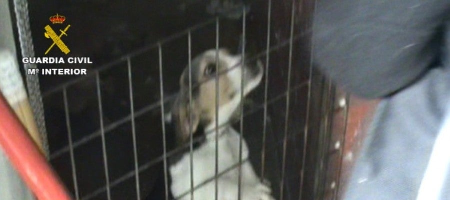 Imagen del criadero ilegal de perros Imagen del criadero ilegal de perros