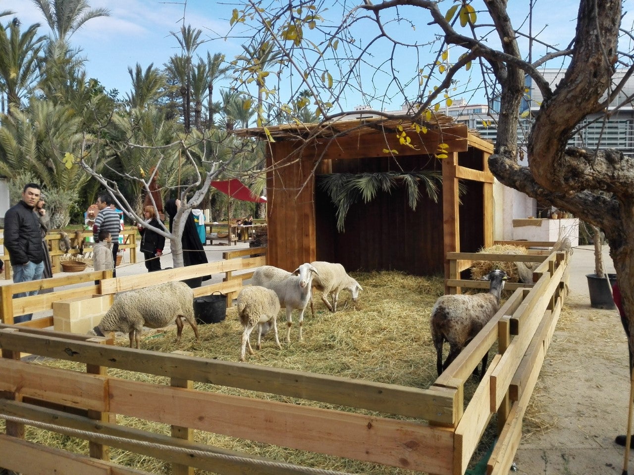 Podemos Elche pide que en Elche se prohíba el uso de animales en todos los espectáculos Podemos Elche pide que en Elche se prohíba el uso de animales en todos los espectáculos