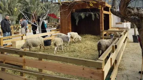 Zona de animales del belén viviente de Pobladores Elche. Belén viviente