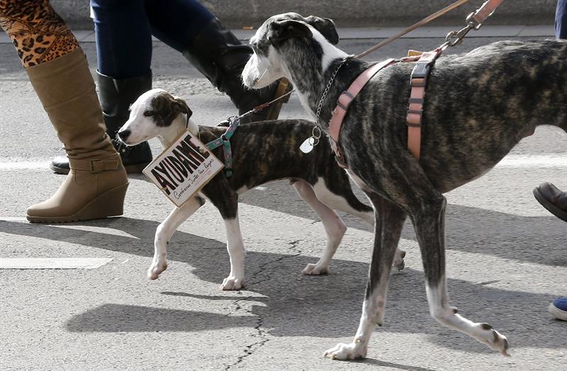 Elche impone más de un centenar de multas en un mes por no recoger los excrementos de los perros en la calle Elche impone más de un centenar de multas en un mes por no recoger los excrementos de los perros en la calle