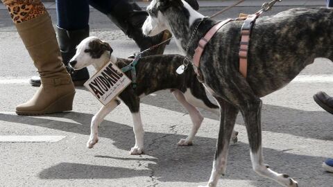 Varios perros caminan por Madrid