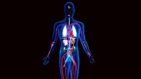 Recreaci&oacute;n del cuerpo humano en 3D