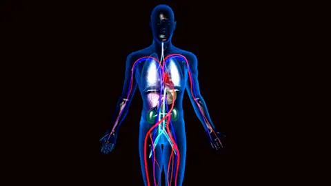 Recreación del cuerpo humano en 3D Recreación del cuerpo humano en 3D