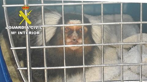 La Guardia Civil busca 42 monos tit&iacute; por el riesgo de que tengan el VIH