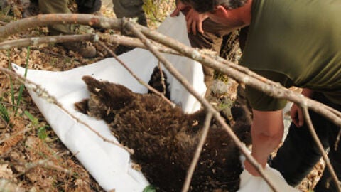 Momento del transporte de un oso pardo. Imagen de archivo.