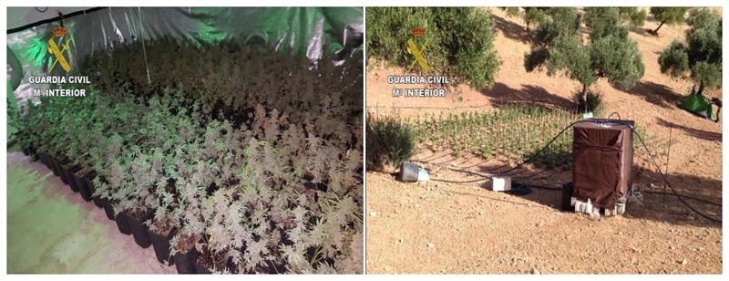 Detenidas 22 personas por cultivar marihuana y enviarla a Holanda camuflada entre naranjas Detenidas 22 personas por cultivar marihuana y enviarla a Holanda camuflada entre naranjas