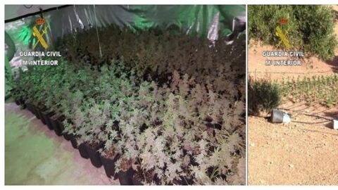 La Guardia Civil detiene a 22 personas por cultivar marihuana en Antequera para enviarla a Holanda