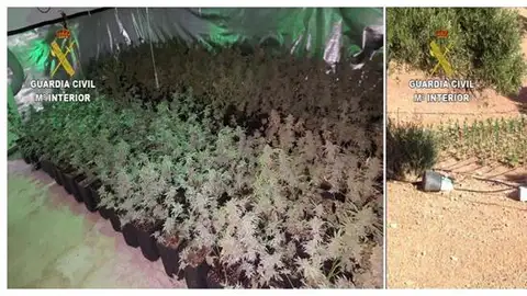La Guardia Civil detiene a 22 personas por cultivar marihuana en Antequera para enviarla a Holanda La Guardia Civil detiene a 22 personas por cultivar marihuana en Antequera para enviarla a Holanda