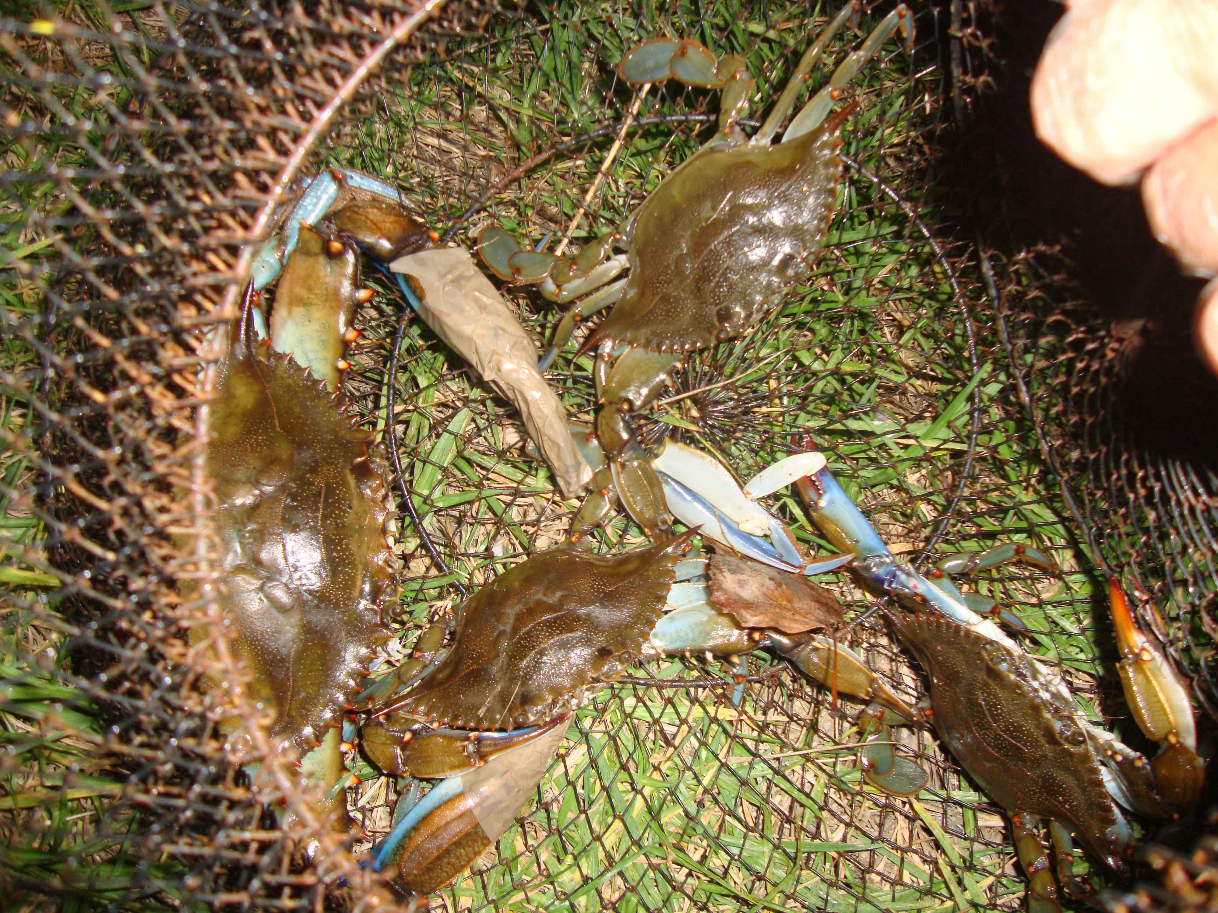 El cangrejo azul se expande sin control por la desembocadura del río Mijares El cangrejo azul se expande sin control por la desembocadura del río Mijares